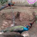 Dasada Gallery Preview